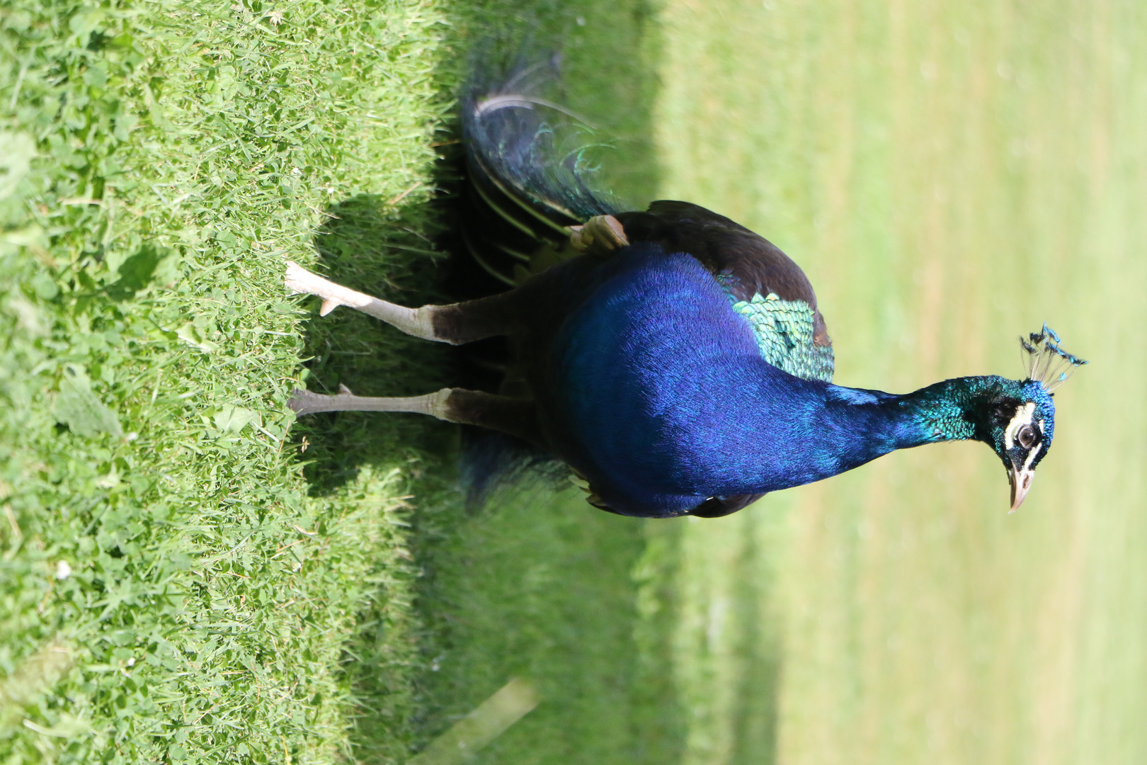 Pfau im Two Rivers Wildlife Park