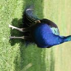 Pfau im Two Rivers Wildlife Park