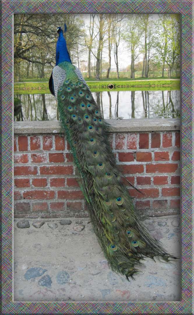 Pfau im Voersgård Schloss in DK