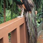 Pfau Im Vogelpark