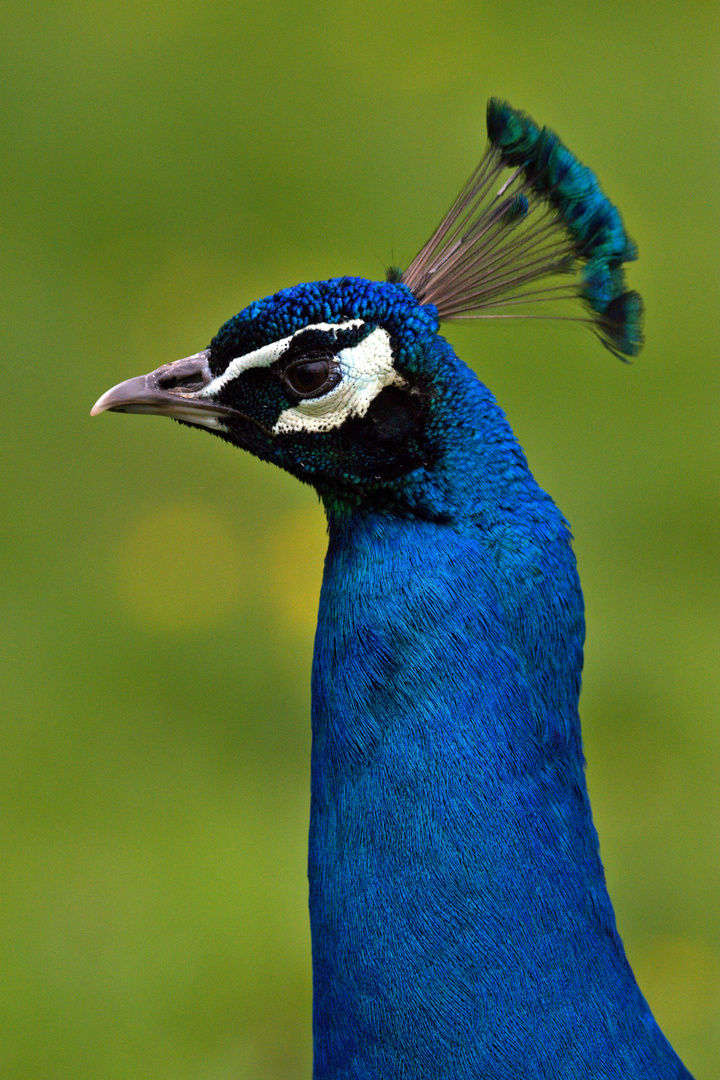 Pfau im Vogelpark