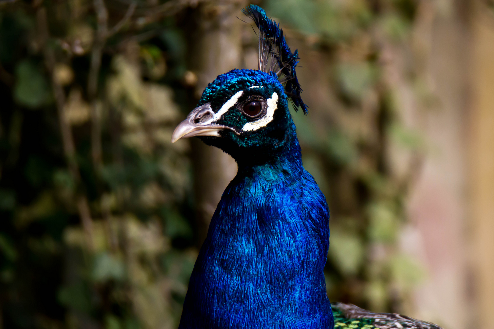 Pfau im Vogelpark Haßloch