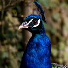 Pfau im Vogelpark Haßloch