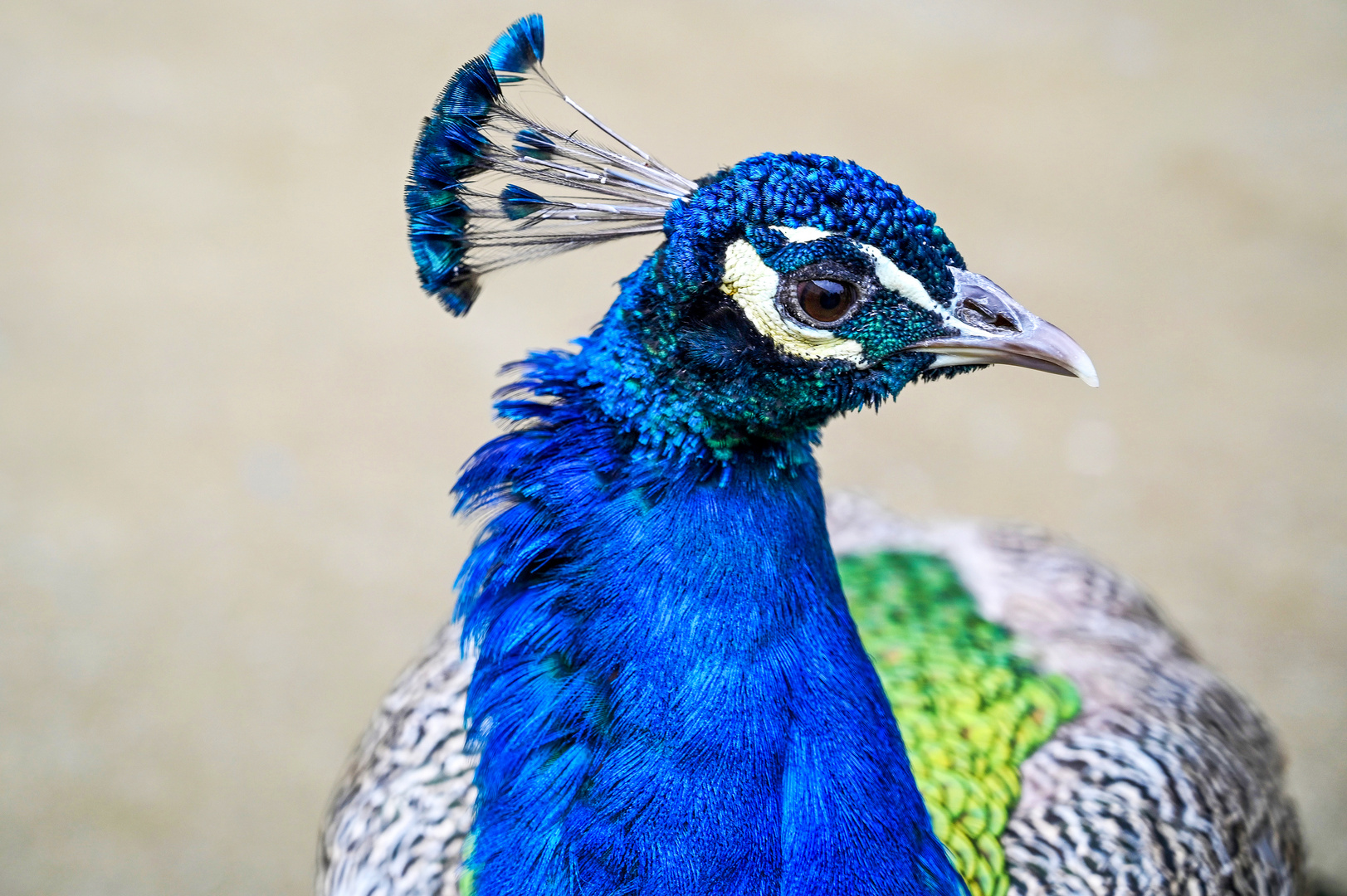 Pfau im Vojan-Park 01