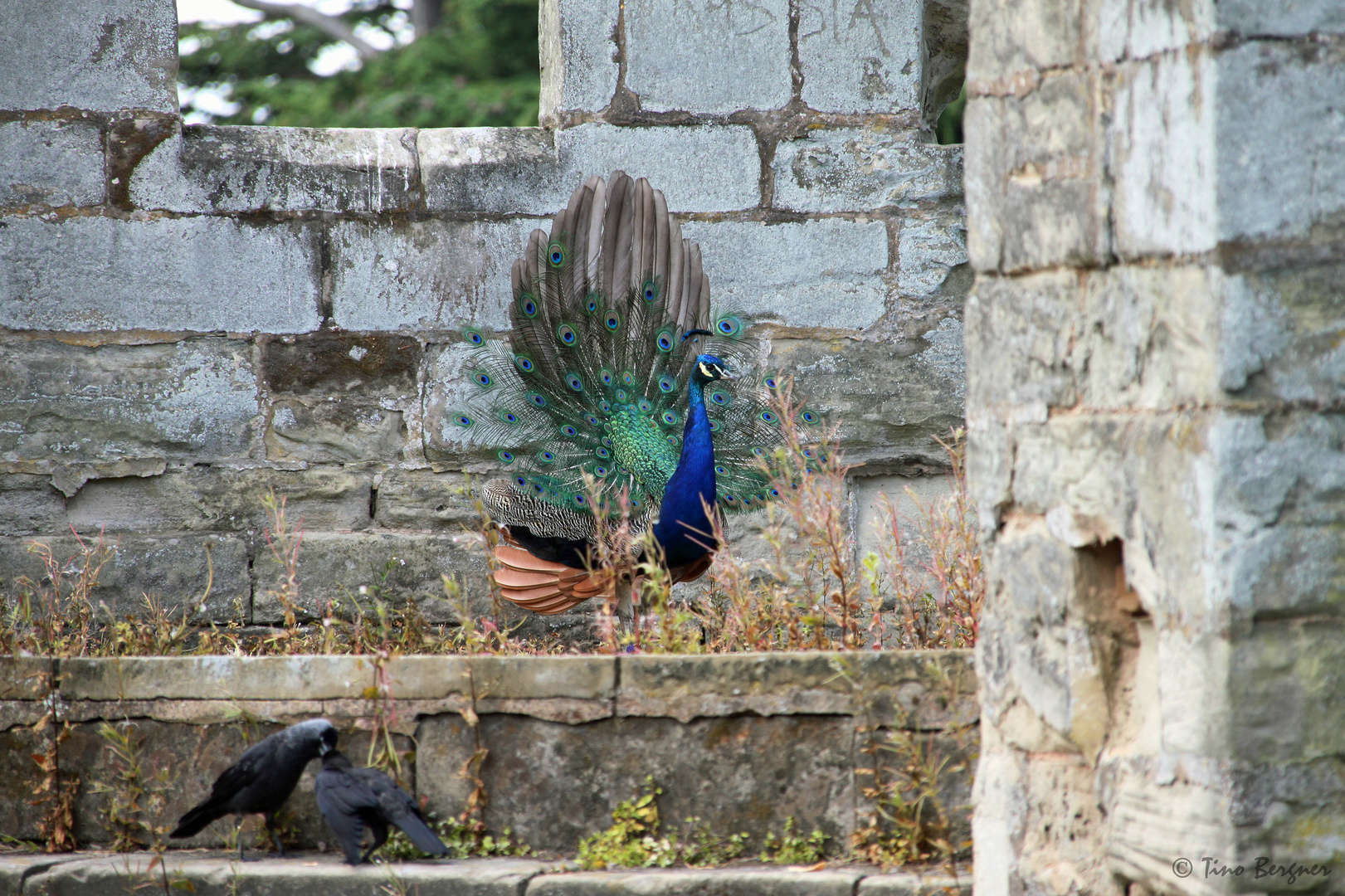 Pfau im Warwick Castle