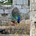 Pfau im Warwick Castle