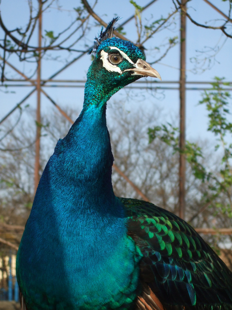 Pfau im Wild Life Park Lohi Bher nahe Rawalpindi