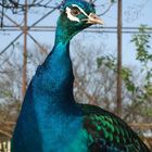 Pfau im Wild Life Park Lohi Bher nahe Rawalpindi