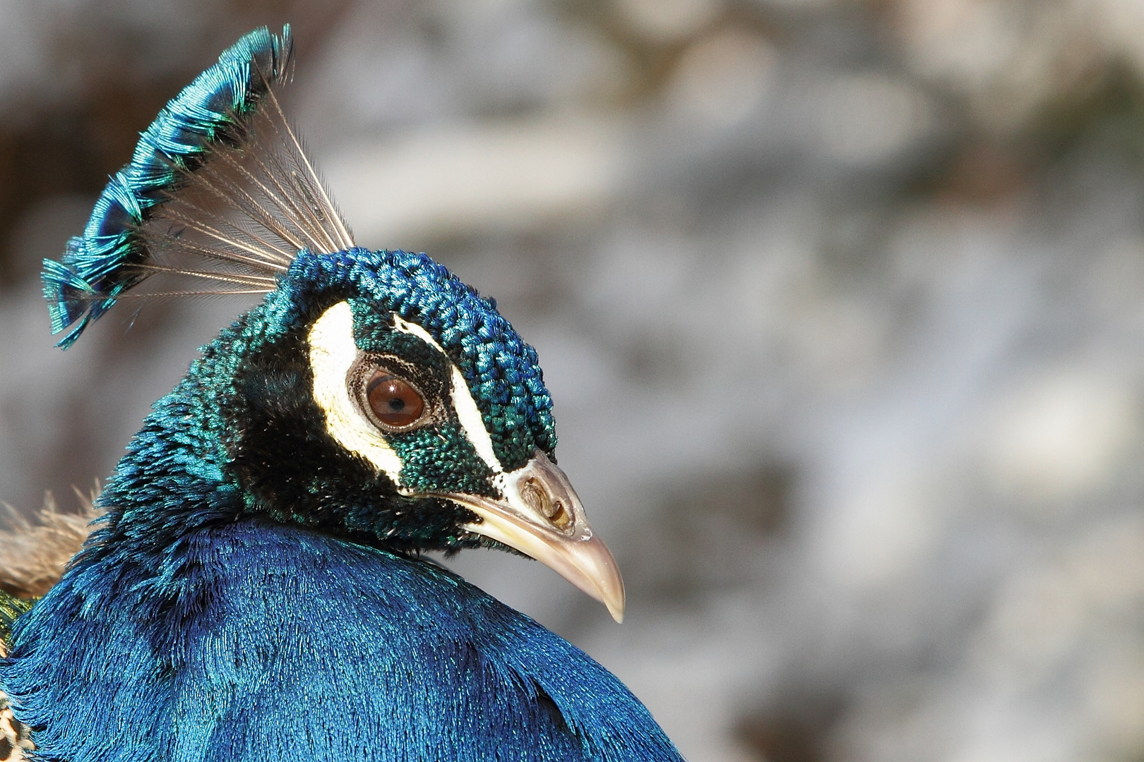 Pfau im Winter