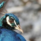 Pfau im Winter