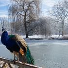 Pfau im winterlichen Schlosspark Eggenberg 