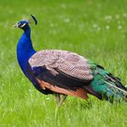 Pfau im Wörlitzer Park