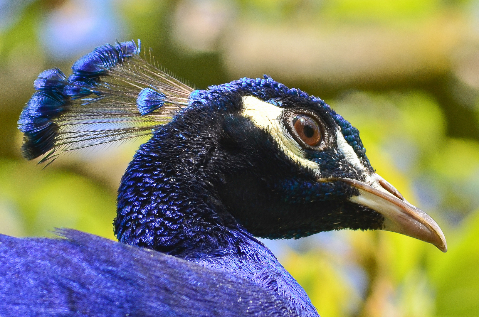 Pfau im Wörlitzer Park