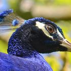 Pfau im Wörlitzer Park