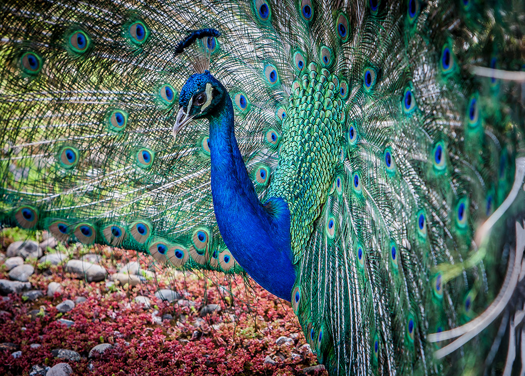 Pfau im Wunderland