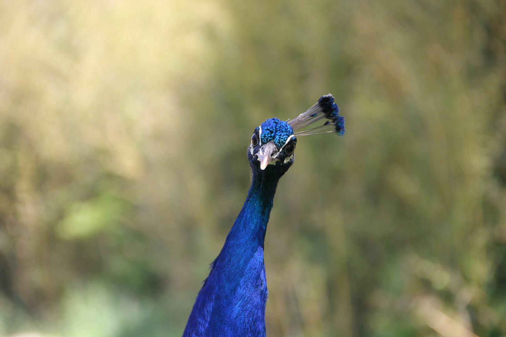 Pfau im Zoo...