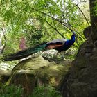 Pfau im Zoo Dresden