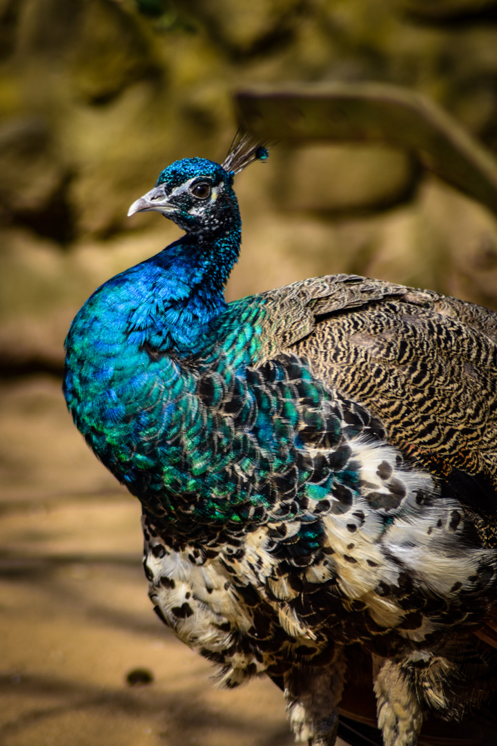 Pfau im Zoo Eberswalde