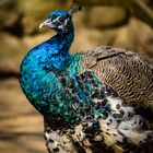 Pfau im Zoo Eberswalde