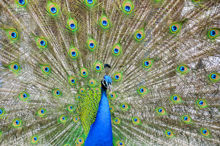 Pfau im Zoo