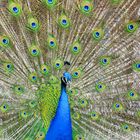 Pfau im Zoo