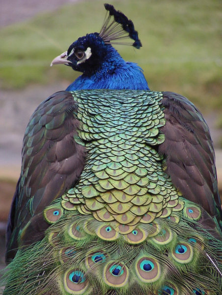 Pfau im Zoo Landau