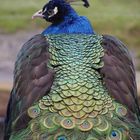 Pfau im Zoo Landau