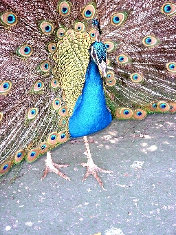 Pfau, im Zoo Lissabon