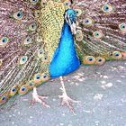 Pfau, im Zoo Lissabon