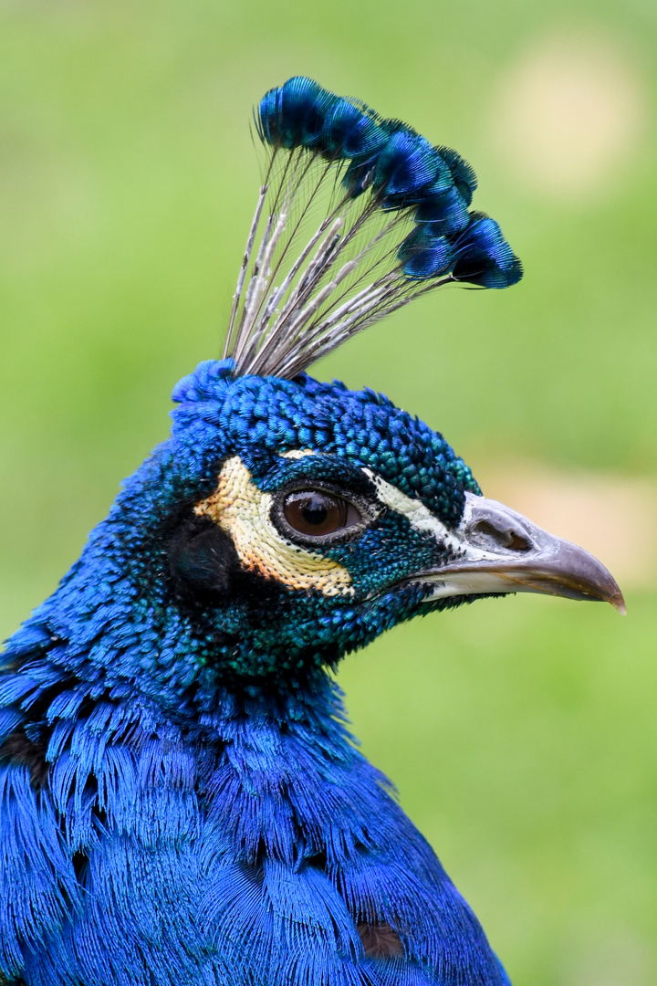 Pfau im Zoo Madrid