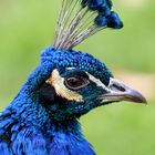 Pfau im Zoo Madrid