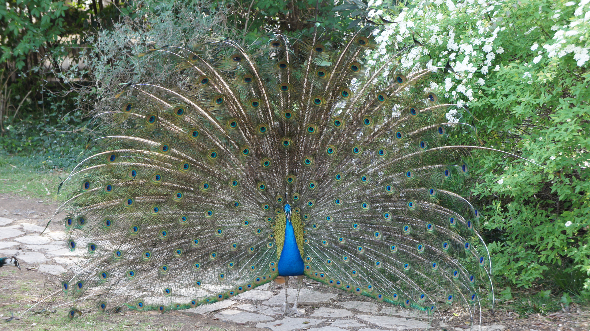 Pfau im Zoo Rom