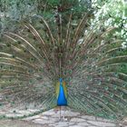 Pfau im Zoo Rom