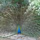 Pfau im Zoo Rom