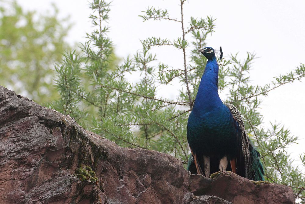 Pfau im Zoo: Zoom Gelsenkirchen