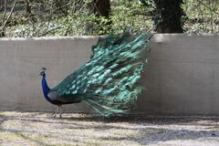 Pfau im Zoo Zürich