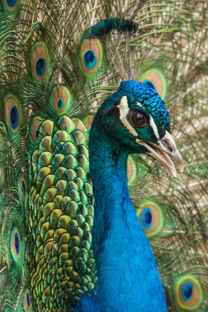 Pfau im Zoo Zürich