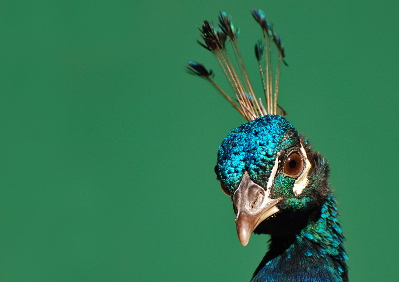 Pfau im Zoom Gelsenkirchen