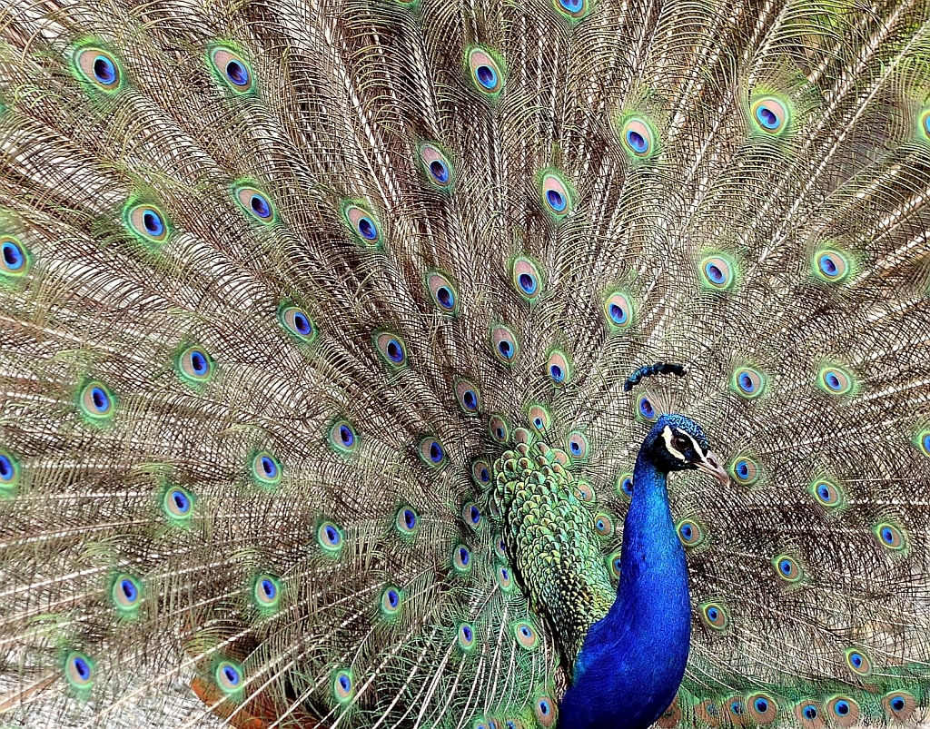 Pfau in Aktion, schau was ich kann