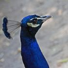 Pfau in Blau