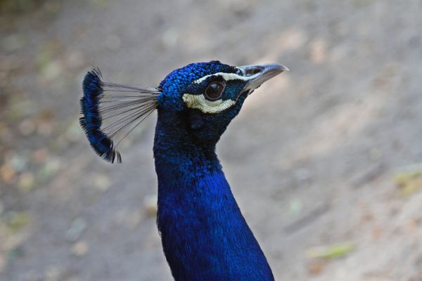 Pfau in Blau