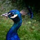 Pfau in Blau...