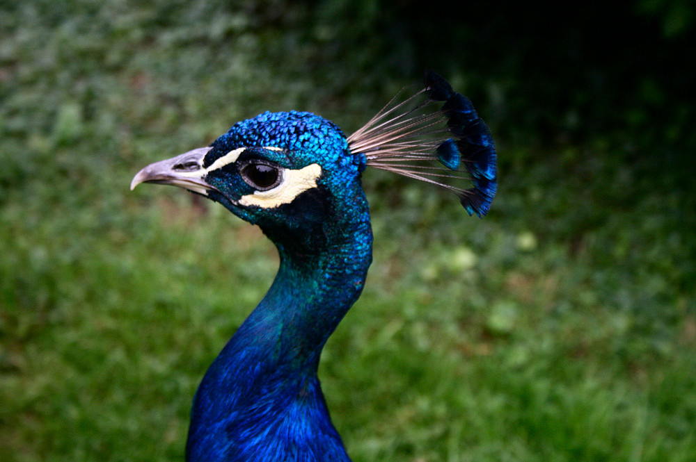 Pfau in Blau...