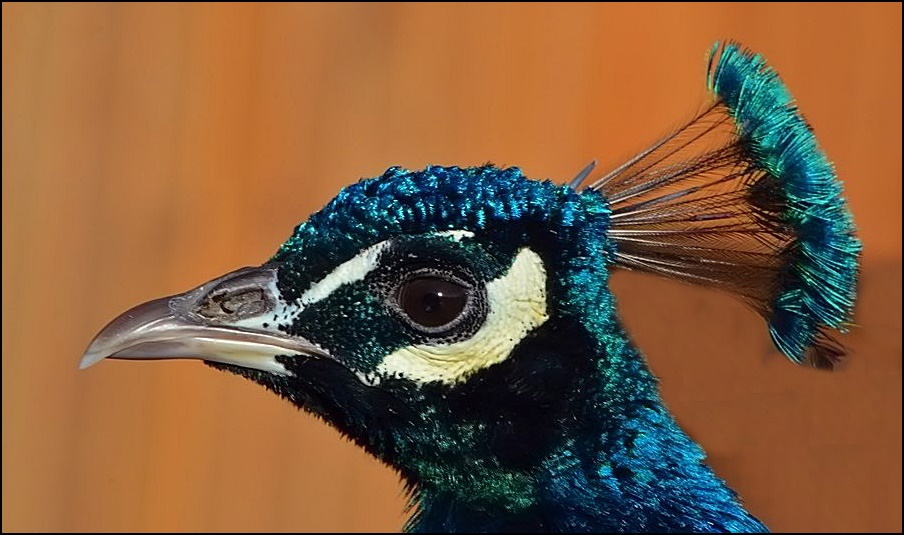 Pfau in Blau !!!