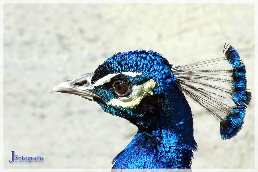 Pfau in blau ...