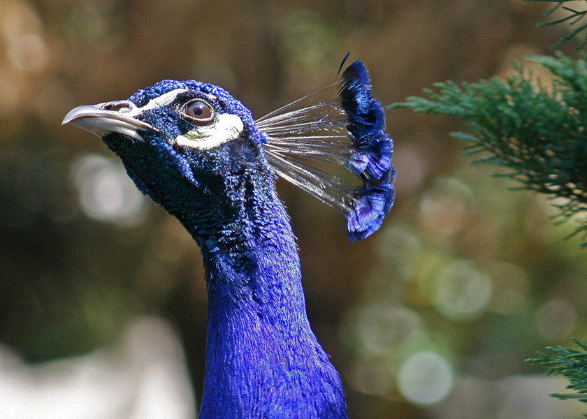 Pfau in Blau