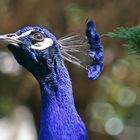 Pfau in Blau