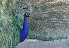 Pfau in blau