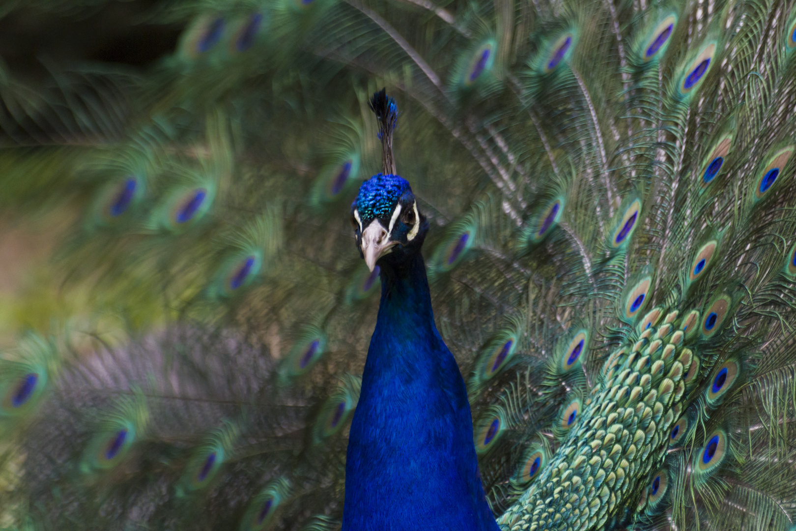 Pfau in blau