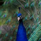 Pfau in blau